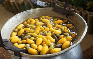 Sarı ipekböceği kozası ipek iplik yapmak için kazan tarafından kaynar: portre