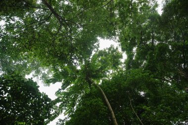 Görünüm'ün altındaki ağaçlar tropikal yağmur ormanlarında aramak: Tayland