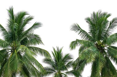 Hindistan cevizi palmiyeleri beyaz arkaplanda izole edilmiş