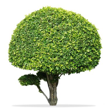 Diş fırçası ağaç cüce izole beyaz zemin üzerine