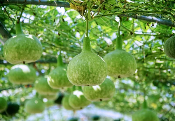 Bouteille Gourde Fraîche Calabash Gourde Suspendue Ferme Gros Plan — Photo