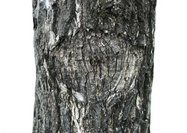 Κορμό Του Δέντρου Μορφή Της Ένα Μάτι Που Απομονώνονται Λευκό — Φωτογραφία Αρχείου