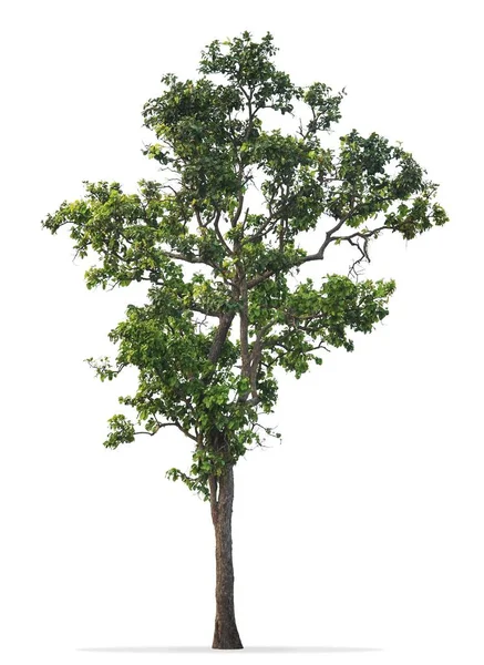 Дерево Изолировано Белом Фоне — стоковое фото