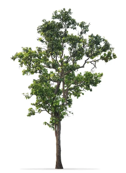 Arbre Isolé Sur Fond Blanc — Photo