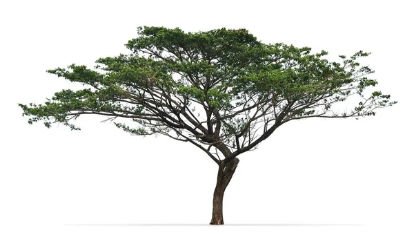 Дерево Дождя Albizia Saman Изолировано Белом Фоне — стоковое фото