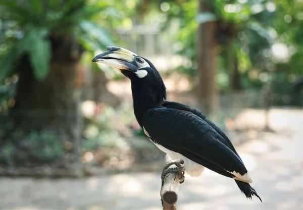 Dzioborożec Malajski Anthracoceros Albirostris Stoją Drewno Zoo Zbliżenie — Zdjęcie stockowe