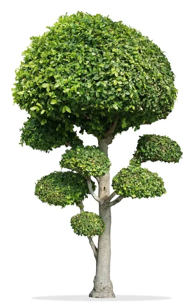 Декоративне Дерево Карлик Зубної Щітки Ізольованому Білому Тлі — стокове фото