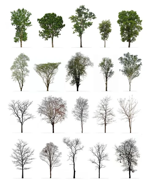 Conjunto Árvores Primavera Inverno Isoladas Fundo Branco Diferentes Tipos Coleção — Fotografia de Stock
