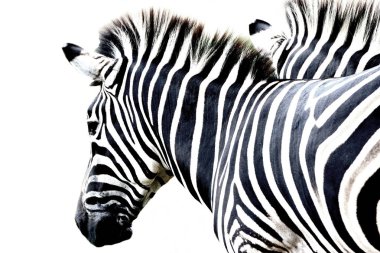 Beyaz arka plan üzerinde izole portre zebra