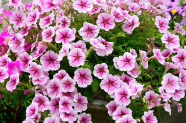 Pembe Petunya çiçek grubu