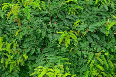 Demirhindi Grup arka plan bırakır,