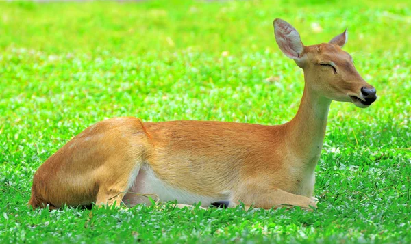 Portrait Antelope Resting Green Grass Have Bush Background — Stock Photo, Image