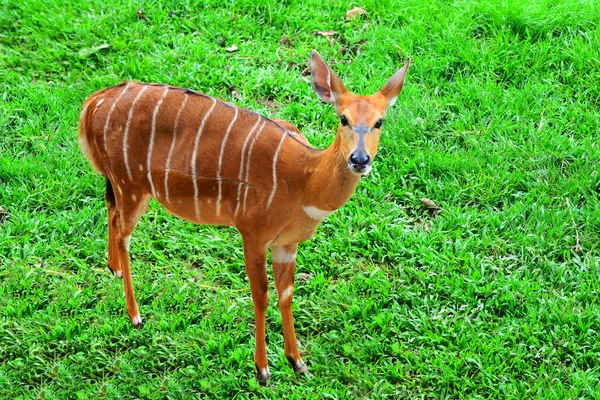 Portrait Brown Antelope Deer Green Grass Background — Stock Photo, Image