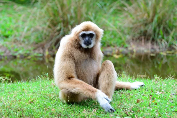 Portrait Gibbon Siting Green Grass Have Water Background — Stok Foto