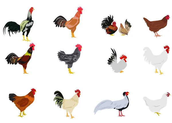 Ensemble Poulets Sur Fond Blanc Collection Isolée — Image vectorielle