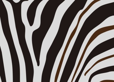 siyah ve beyaz Zebra çizgili doku arka plan