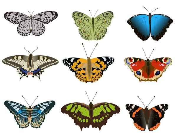 Set Various Types Colorful Butterfly White Background — Stock Vector