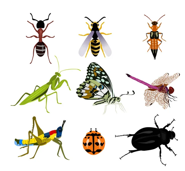 Conjunto Muchos Insectos Hermosos Sobre Fondo Blanco — Vector de stock