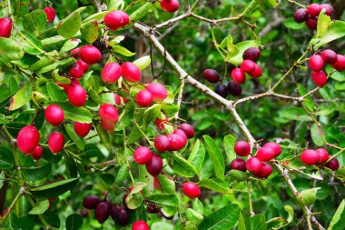 Dal ağacı yaprağı arka planda Carissa grubunu kapatın