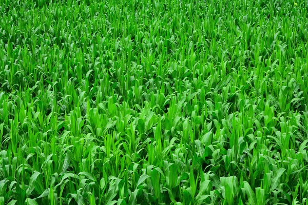 Maisgarten Mit Blättern Hintergrund — Stockfoto