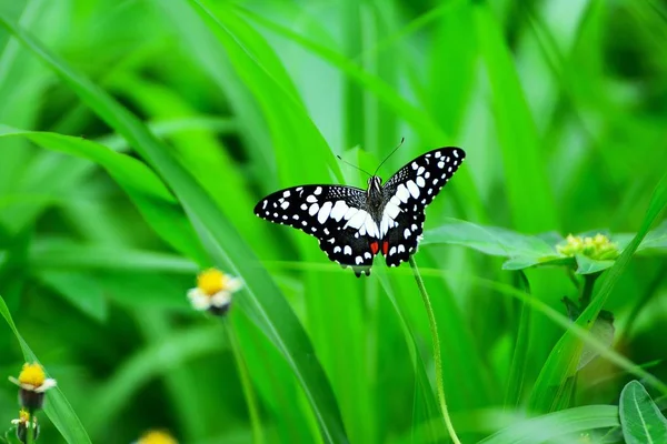 Butterfly Grass Flower Green Leaves Background — Stock Photo, Image