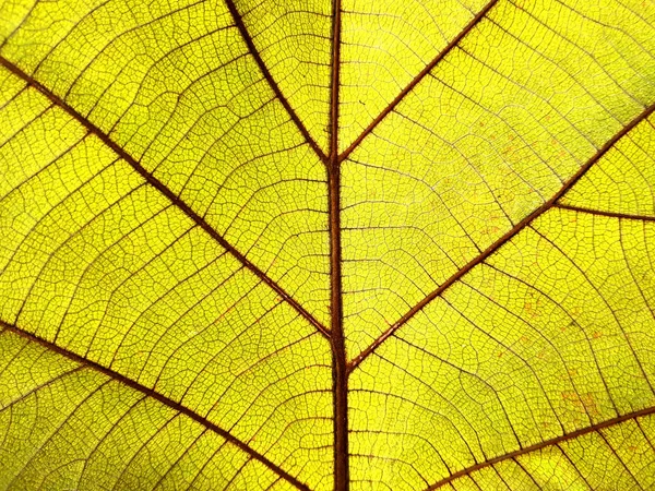 Närbild Textur Torra Blad — Stockfoto