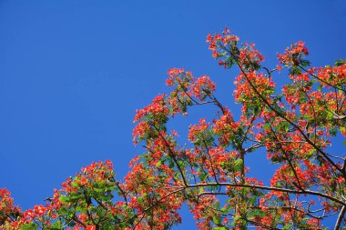 Mavi gökyüzü arka planına sahip grup Delonix regia çiçeğini kapat