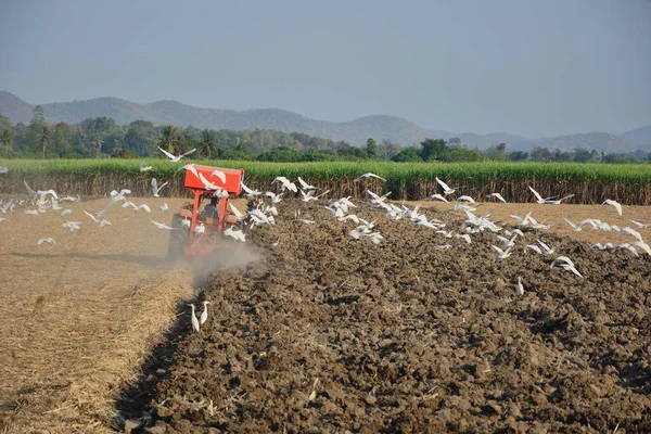 Садовники Приводят Трактор Обработки Почвы Пеликаны Ищут Еду Фоне Гор — стоковое фото