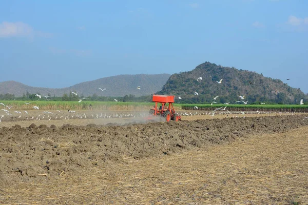 Gardeners are driving the tractor to cultivate the soil. Pelicans looking for food With mountains and the sky in the background