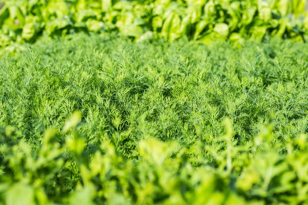 Ensalada de perejil eneldo fondo de cerca — Foto de Stock