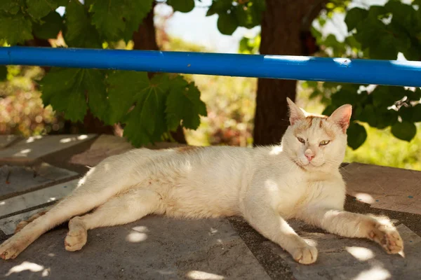 Weiße schmutzige obdachlose Katze blickt in Kamera — Stockfoto