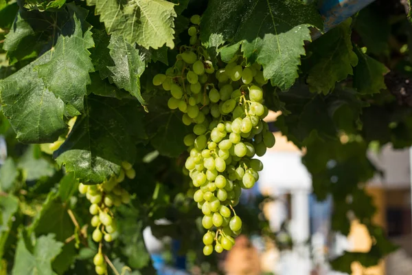 Uvas brancas penduradas em um arbusto em um belo dia ensolarado — Fotografia de Stock