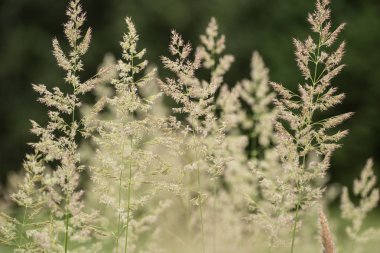 Yeşil çayır portre. Yabani otları fotoğraf arka plan