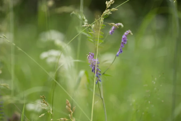 Green meadow closeup. Wild grasses photo background — Stock Photo, Image