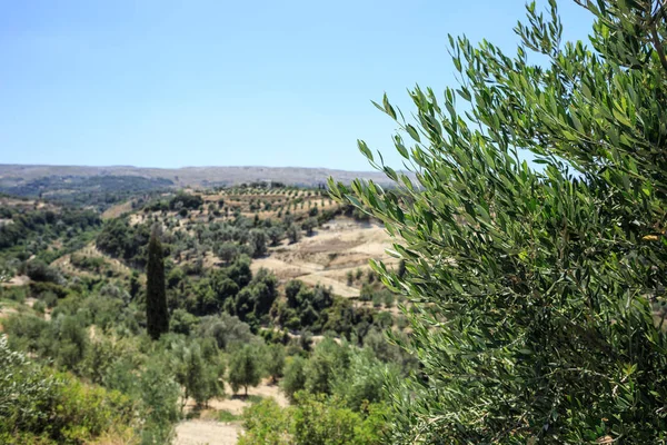 Olive plantation in Crete, the island of olive trees.