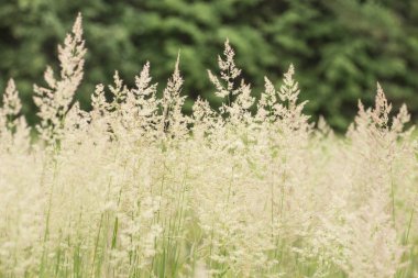 Yeşil çayır portre. Yabani otları fotoğraf arka plan