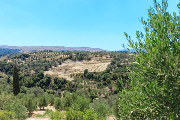 Plantación de olivos en Creta, la isla de los olivos . — Foto de Stock