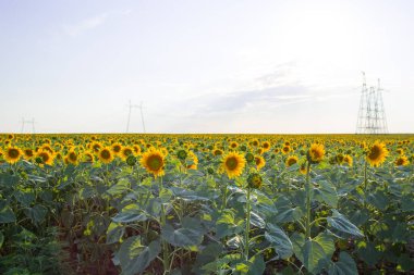 Ayçiçeği tarlası ve bulutlu mavi gökyüzü. Yaz konsepti.