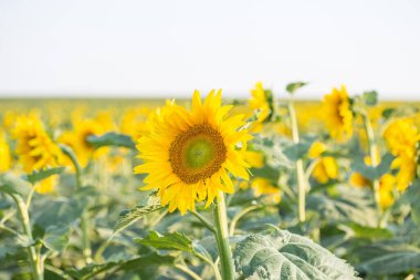 Bir tarlada güzel bir ayçiçeğinin yakın çekimi