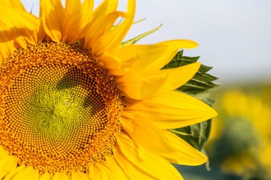 Bir tarlada güzel bir ayçiçeğinin yakın çekimi