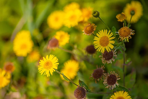 Yellow Flowers Background Nature — Stock Photo, Image