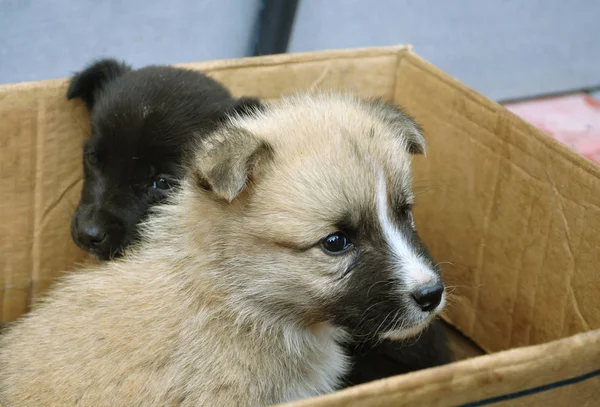 Two Puppies Carton Box Street Puppies — Stock Photo, Image