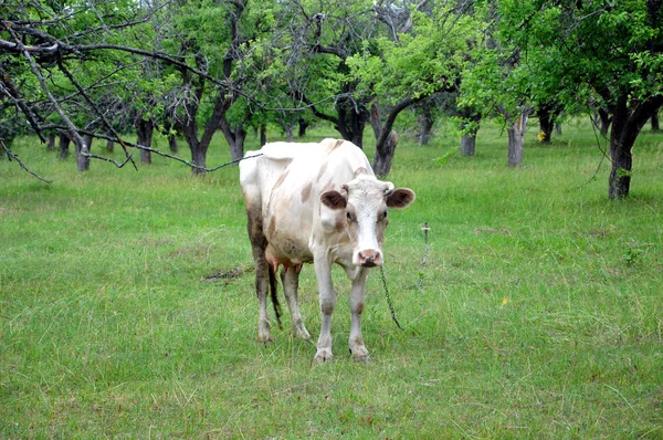 Ökolandbau Eine Kuh Weidet Auf Einer Weide Weiße Kuh Der — Stockfoto