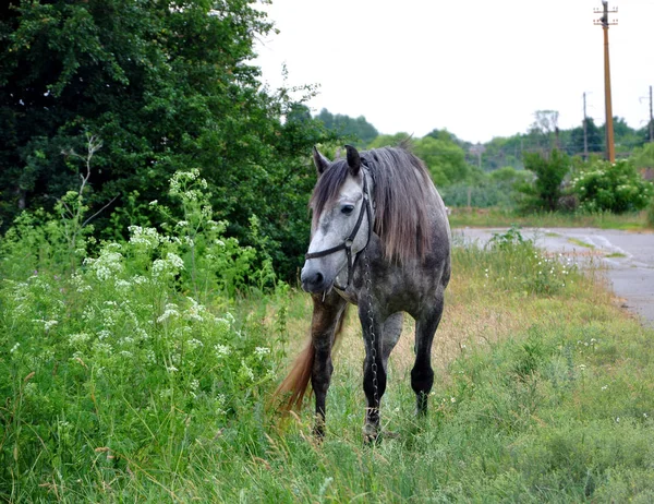 Органическое Сельское Хозяйство Серый Конь Пасется Лугу Лошадь Поводке Дороги — стоковое фото