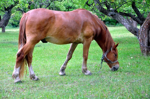 Barna ló egy zöld háttér. Egy ló horzsolások fák között, és eszik fű — Stock Fotó
