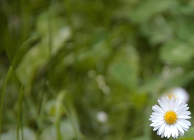 Yeşil bir arka planda Camomile. Sahada yalnız papatya.