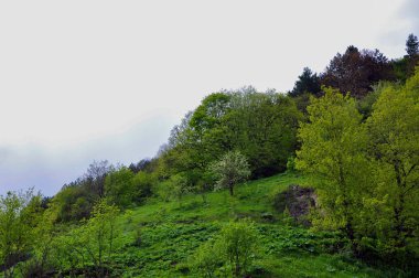 Dağın eğimine bahar. Puslu beyaz gökyüzünün geri sırlarına karşı ağaçlar