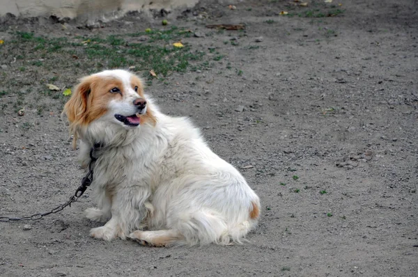 Ein nicht reinrassiger Hund an einer Kette. Der Hund ist weiß mit brauner Farbe. Wachhund. — Stockfoto