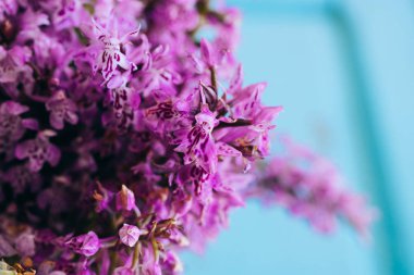 Dactylorhiza maculata bir ahşap mavi arka plan, Salepgiller, orkide üzerinde mor çiçekler
