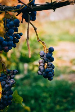 Isabella üzüm, şarap, üzüm yaprakları üzerinde bir demet
